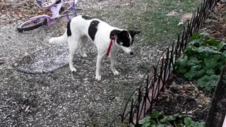 Husky heeler puppy catches snowflakes