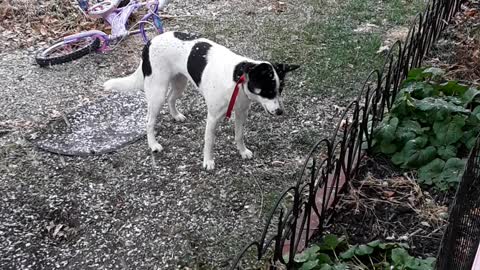 Husky heeler puppy catches snowflakes