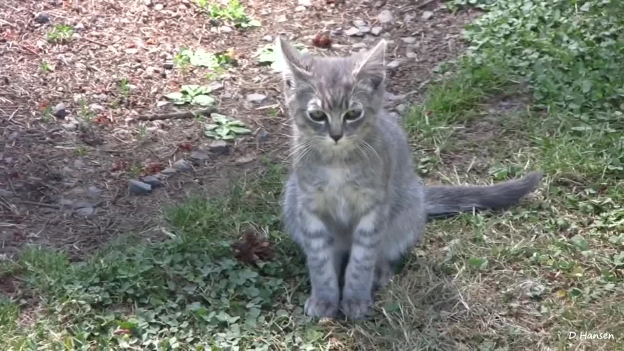 Pit Bull Growls and Snaps at Her Puppies!