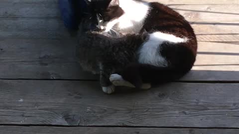 Mom cat licking her kitten