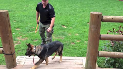 German Shepherd Dog Training