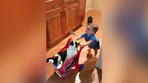 Funniest !! dog and 😸cats- awesome funny 😇 animal vidio !! 😸 funny dog vidios