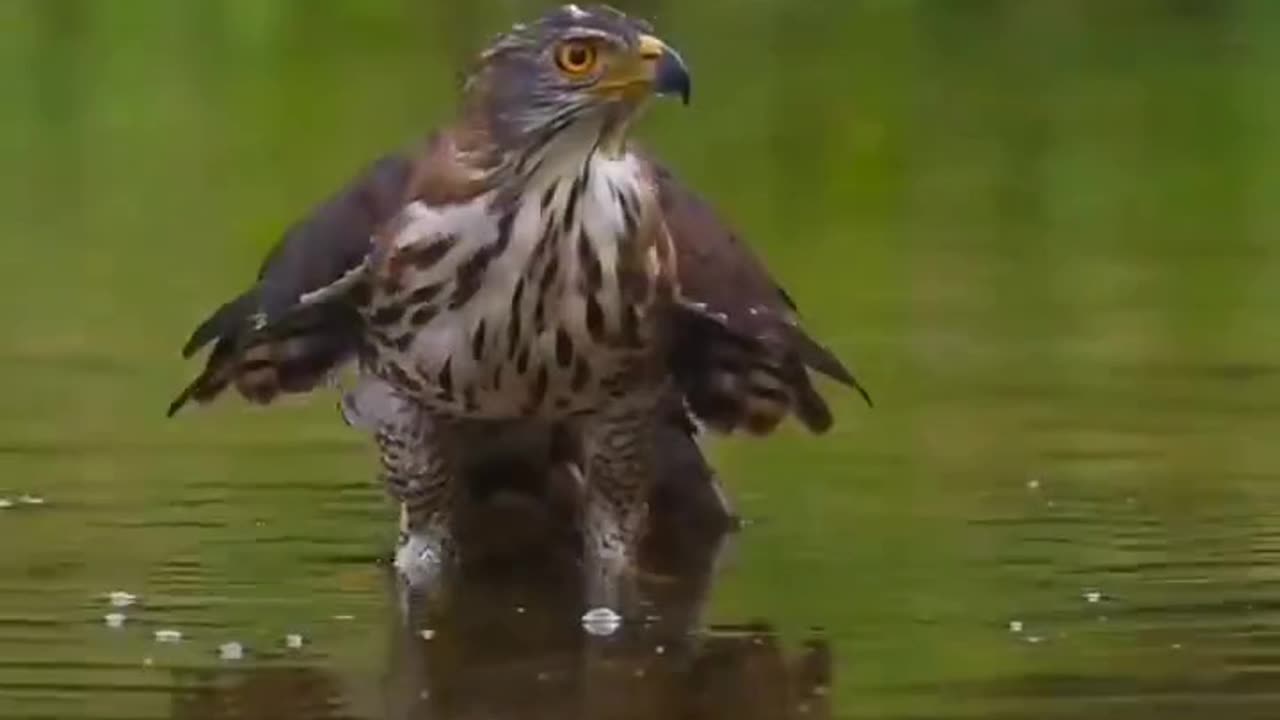 HAWK CATCHES A SNAKE🤯🤯