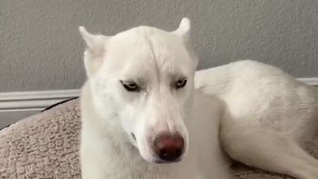 Husky - Mochi howling