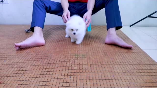 Funny cute pomeranian dog bath for first time