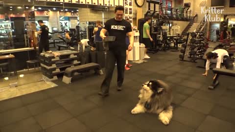 Dad Is A Gym Trainer But His Doggo Son Is Extremely Obese