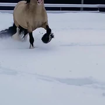 Beautiful Horse Running On the Snow | Rare Horses