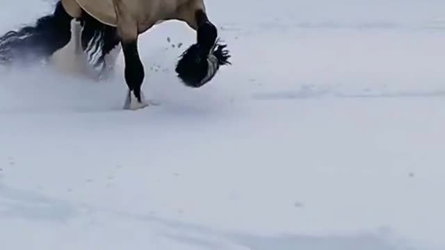 Beautiful Horse Running On the Snow | Rare Horses