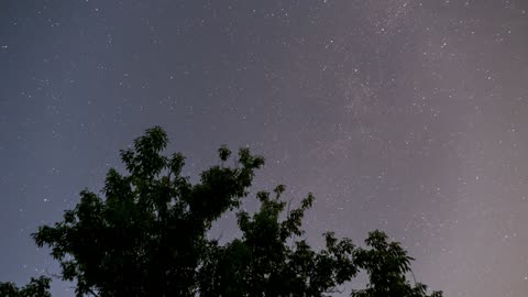 Starry sky and the silhouette of a tree