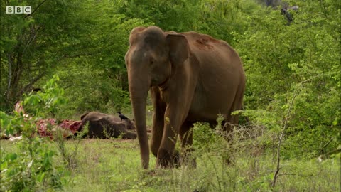 Elephant Mourns Death | BBC Earth