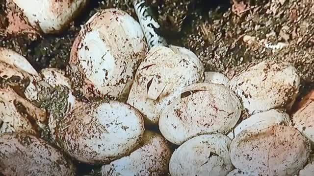 Snake delivery , snake eggs सर्प को अण्डा