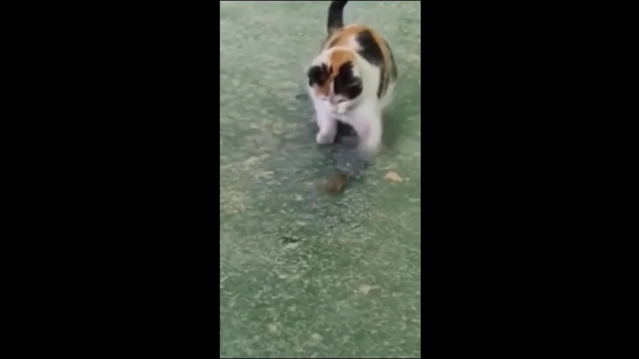 Video of Funny Animal