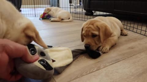 LABRADOR PUPPIES GO CRAZY DURING PLAYTIME