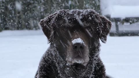 Beautiful dog in snow