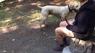 Smart Pooch Learns How to Play Ball by Himself