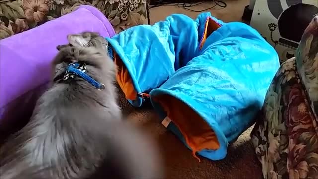 Siberian cat goes shopping