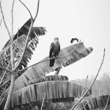 I wish I could fly like a bird