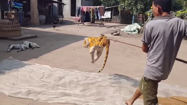 funny dogs video please watch tiger prank on dogs