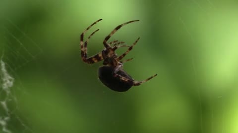 The spider weaves threads to protect it from dangers