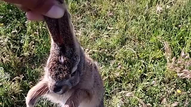 Release a little rabbit