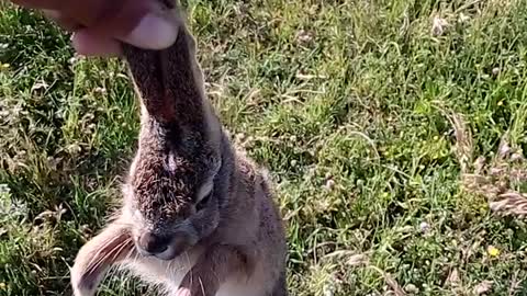 Release a little rabbit