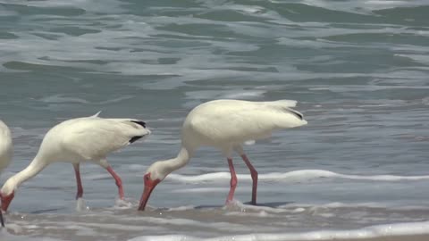 Sea Beach Birds Video Footage