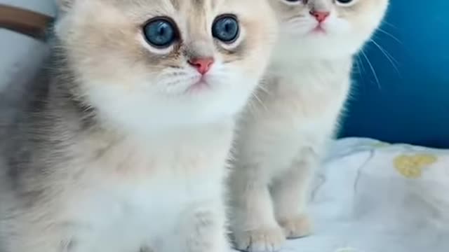 Baby Cats - Cute and Funny Cat Videos Compilation #2022 | Aww Animals