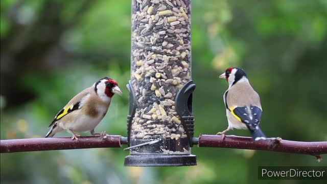 Amazing Birds of the World, Beautiful Parrots