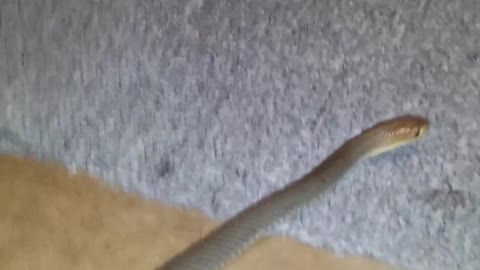 One Of the Worlds most dangerous snakesTaipan