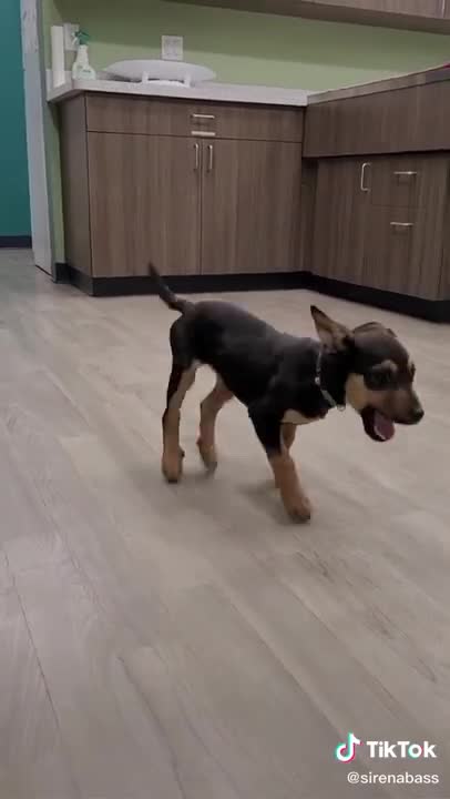 Do you know the happiest dog in the world?