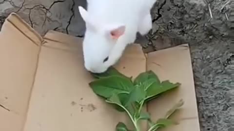Funny video