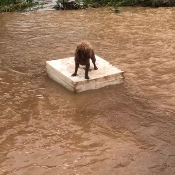 Dog stuck in flood water