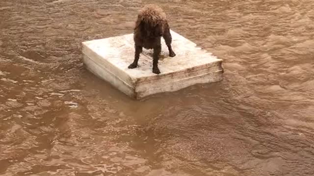 Dog stuck in flood water