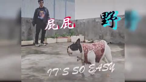 funny dog // dog sing a song // dogs videos
