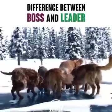 La differenza tra un BOSS e un LEADER...