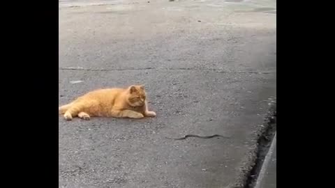 Cat and snake encounter