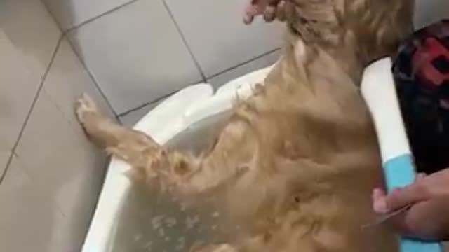 The definition of 'Relaxing' on your spa time!🐶