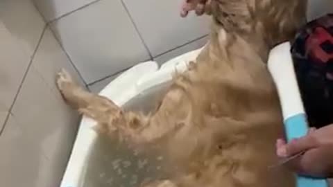 The definition of 'Relaxing' on your spa time!🐶