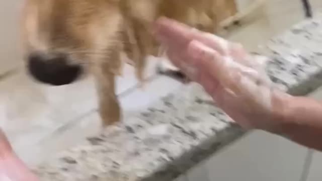 APRENDA A CUIDAR DO SEU AMIGO FIEL DA FORMA EM CASA