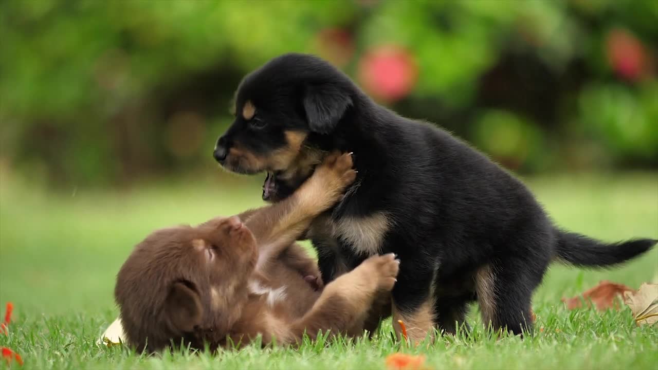 2 Cute Puppies Playing On A Lawn)))