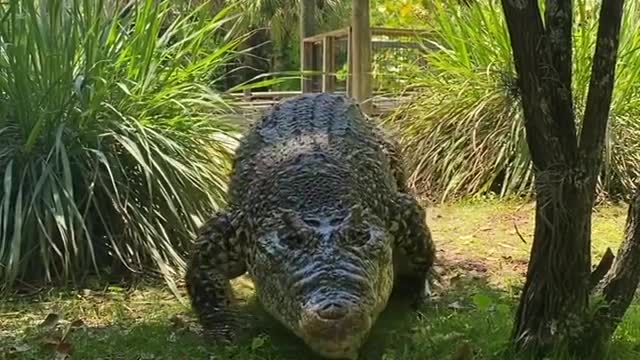 Calling My Alligators Name To See if He Will Come