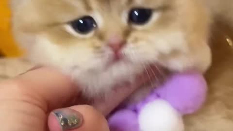 Cute cat
