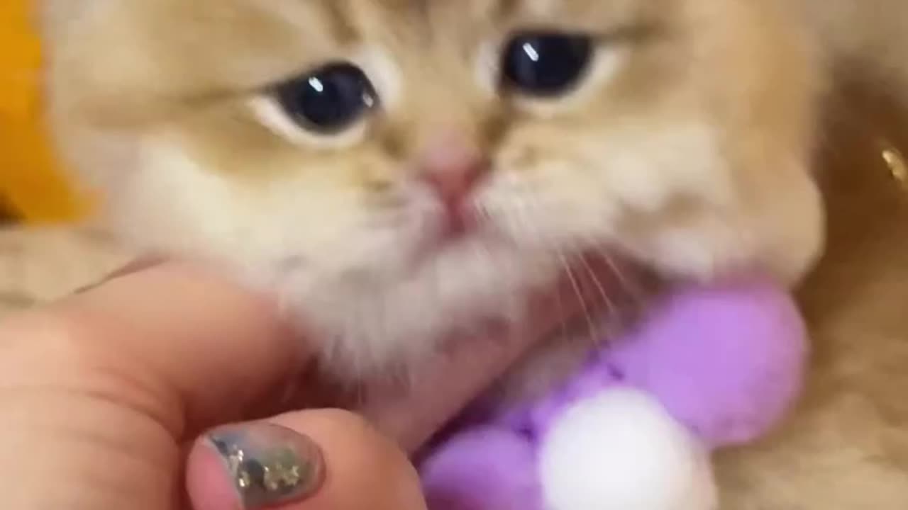 Cute cat