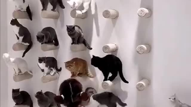 Cute cat! Funny cat video #cat # cute cat
