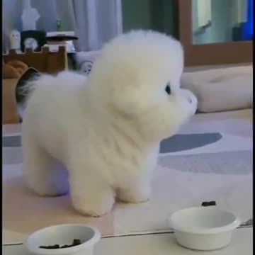 A small dog of a unique kind chooses to eat