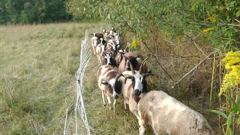 Sheep marching through the woods