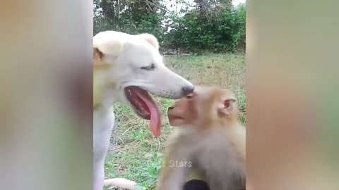 Funny animal videos