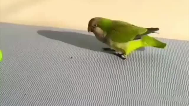 Talking parrot