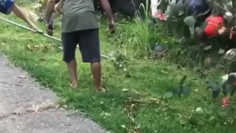 Wildlife & Funs