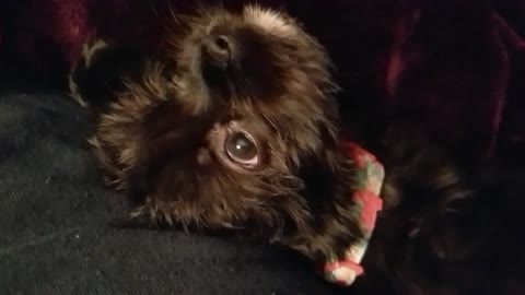 Little puppy so worn out of all the playing needs some snuggle time